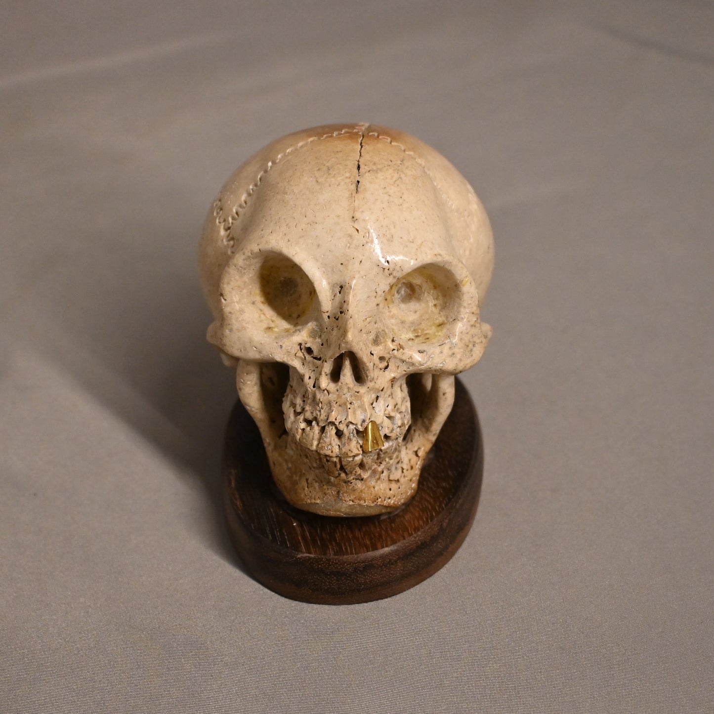 Bone Carved Skull with Gold Tooth