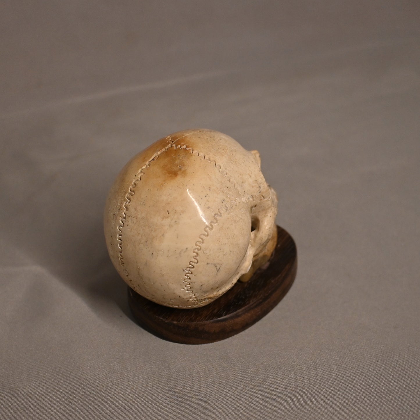 Bone Carved Skull with Gold Tooth