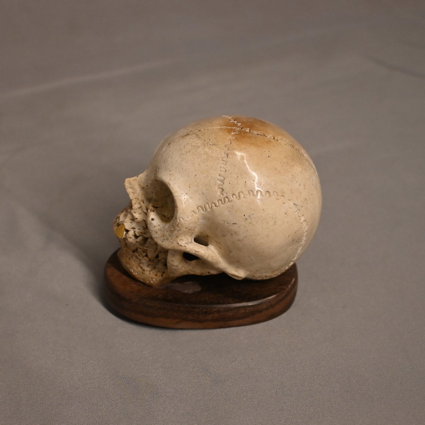 Bone Carved Skull with Gold Tooth
