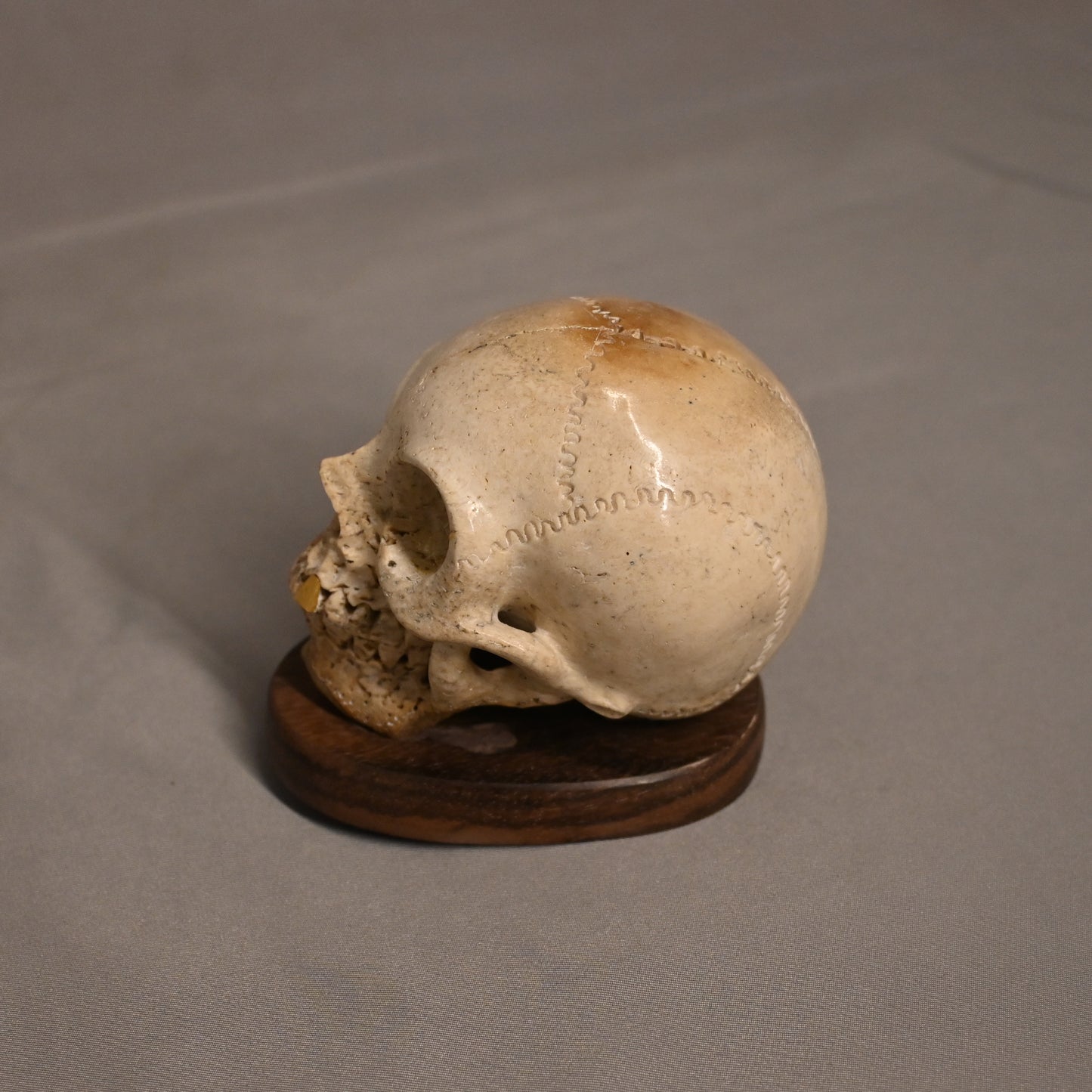 Bone Carved Skull with Gold Tooth