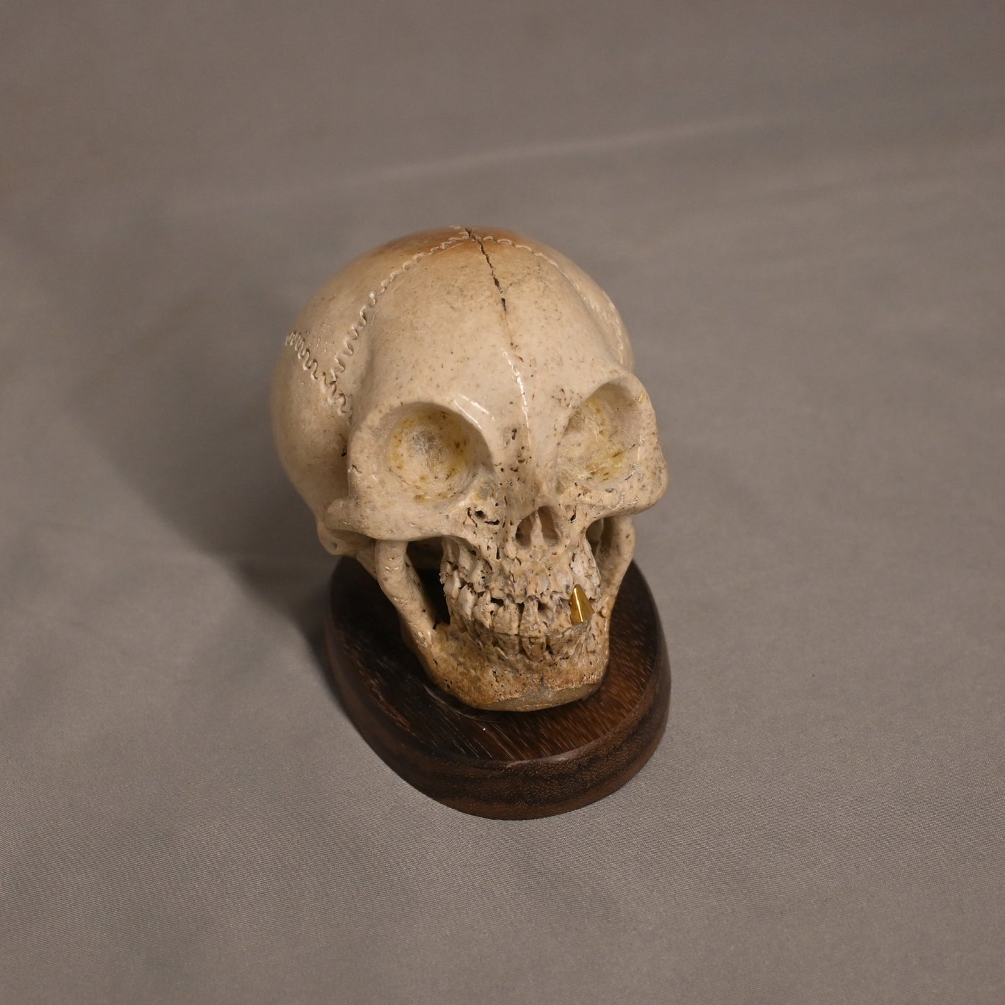 Bone Carved Skull with Gold Tooth