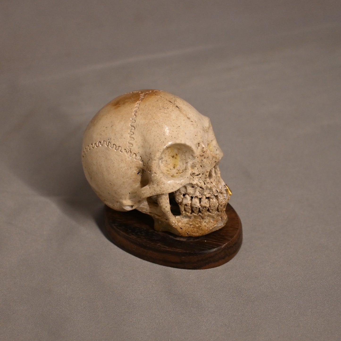 Bone Carved Skull with Gold Tooth