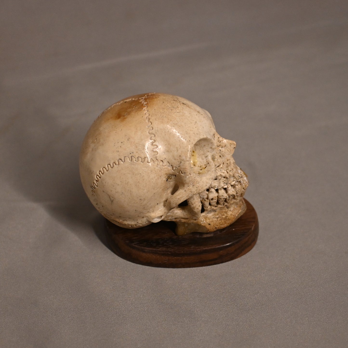Bone Carved Skull with Gold Tooth